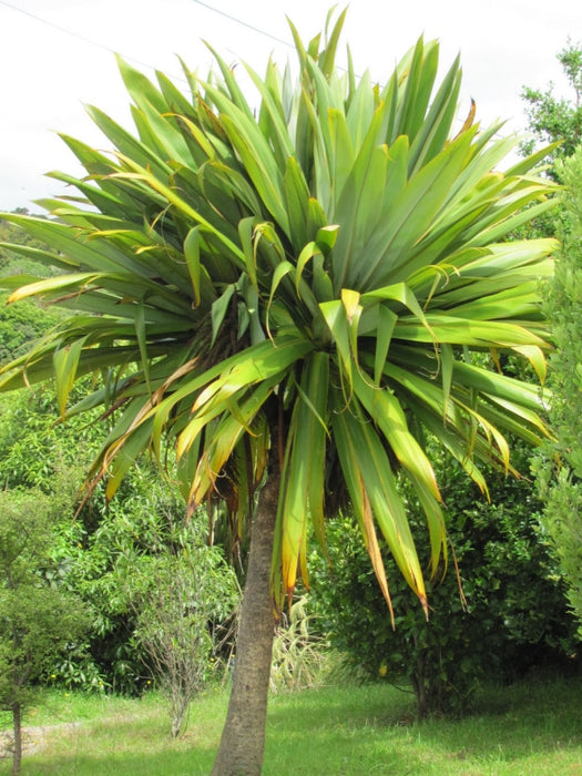 5x Cordyline Indivisa