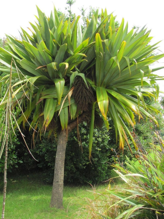 Cordyline Indivisa