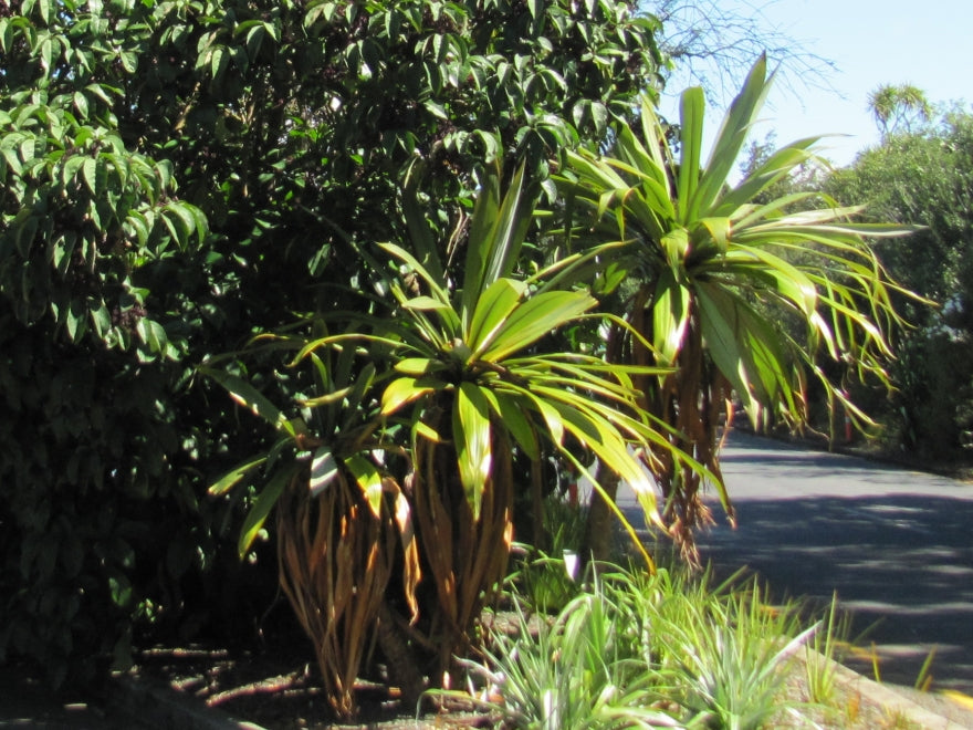 5x Cordyline Indivisa
