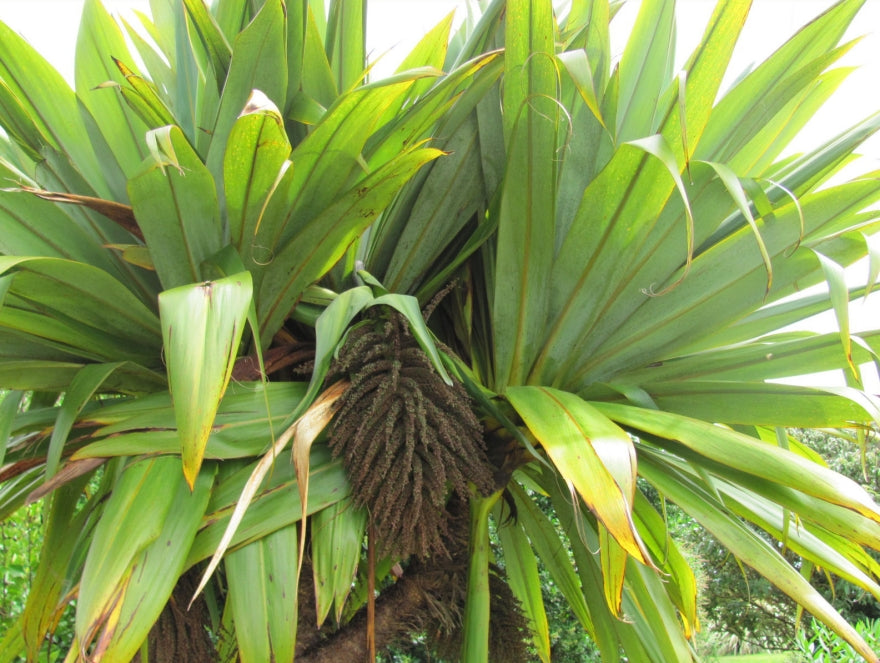 Cordyline Indivisa