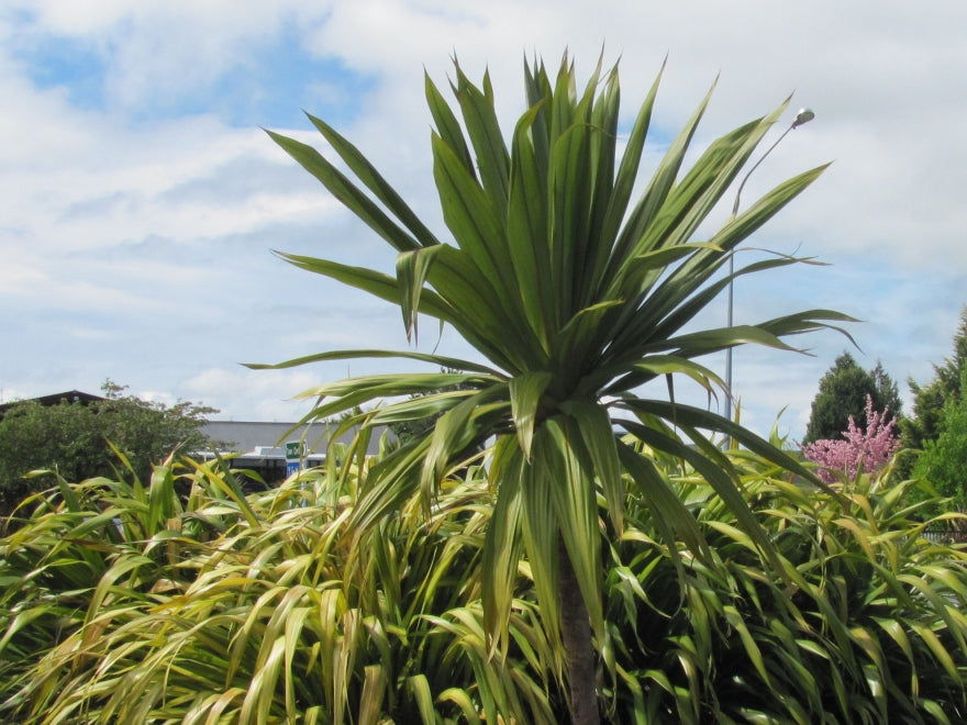 5x Cordyline Indivisa