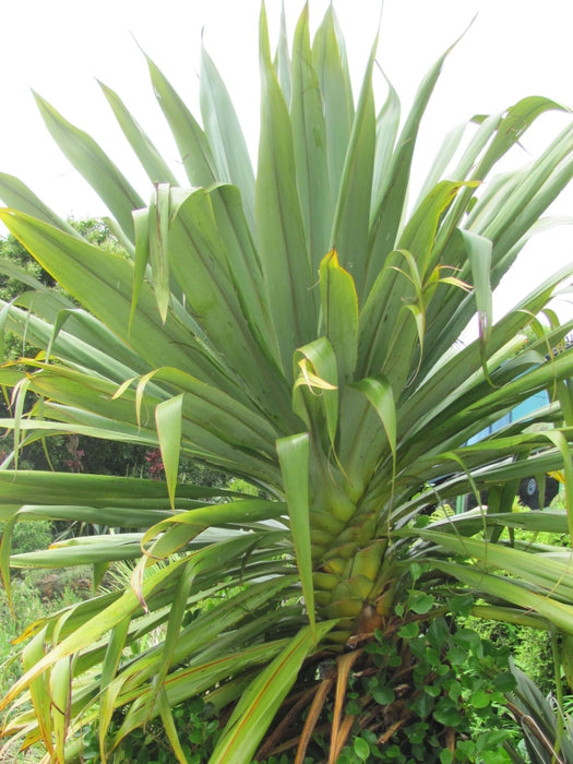 Cordyline Indivisa