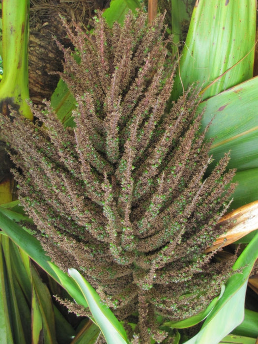 Cordyline Indivisa