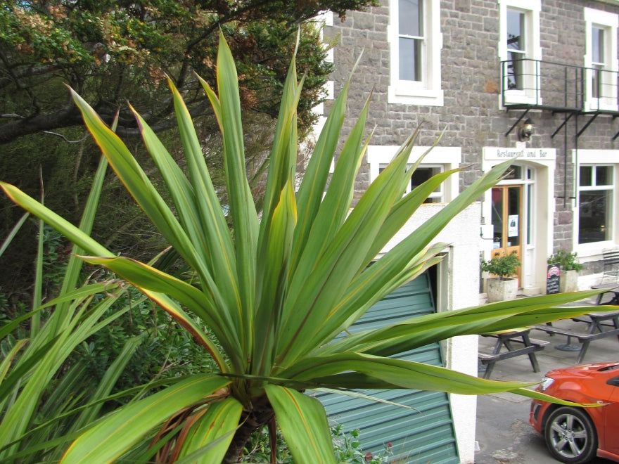 5x Cordyline Indivisa
