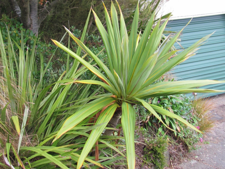 Cordyline Indivisa