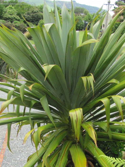Cordyline Indivisa