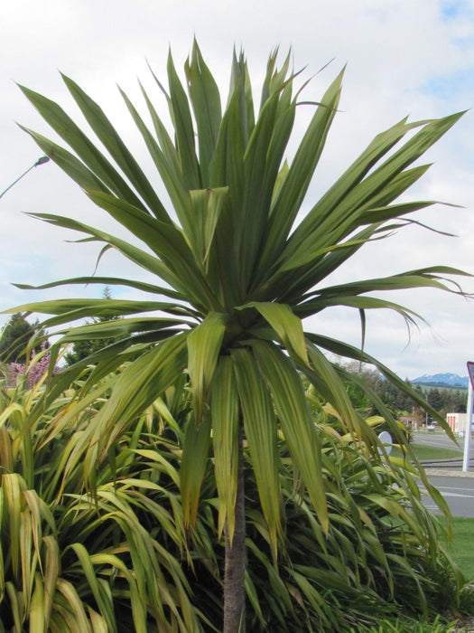 Cordyline Indivisa
