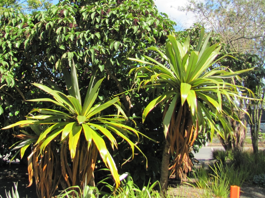 Cordyline Indivisa