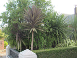 Cordyline Purple Tower