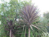 Cordyline Purple Tower