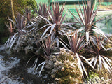 Cordyline Purple Tower