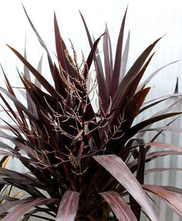 5x Cordyline Renegade - $15.95 each