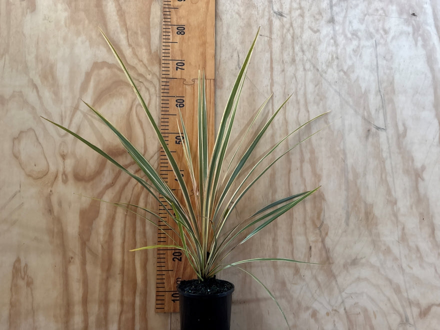 Cordyline Torbay Dazzler - XL Size