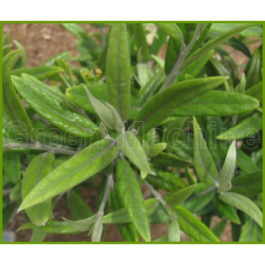 Corokia Buddleoides