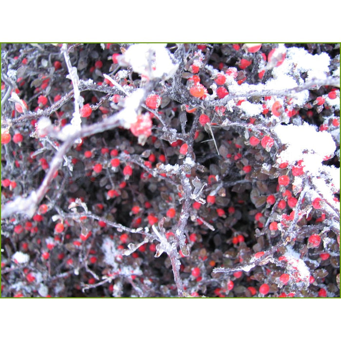 Corokia Cotoneaster