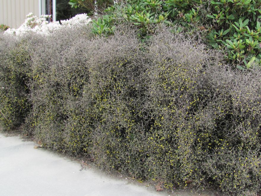 5x Wire Netting Bush - $5.99 each