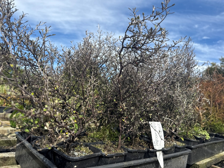 Corokia Cotoneaster