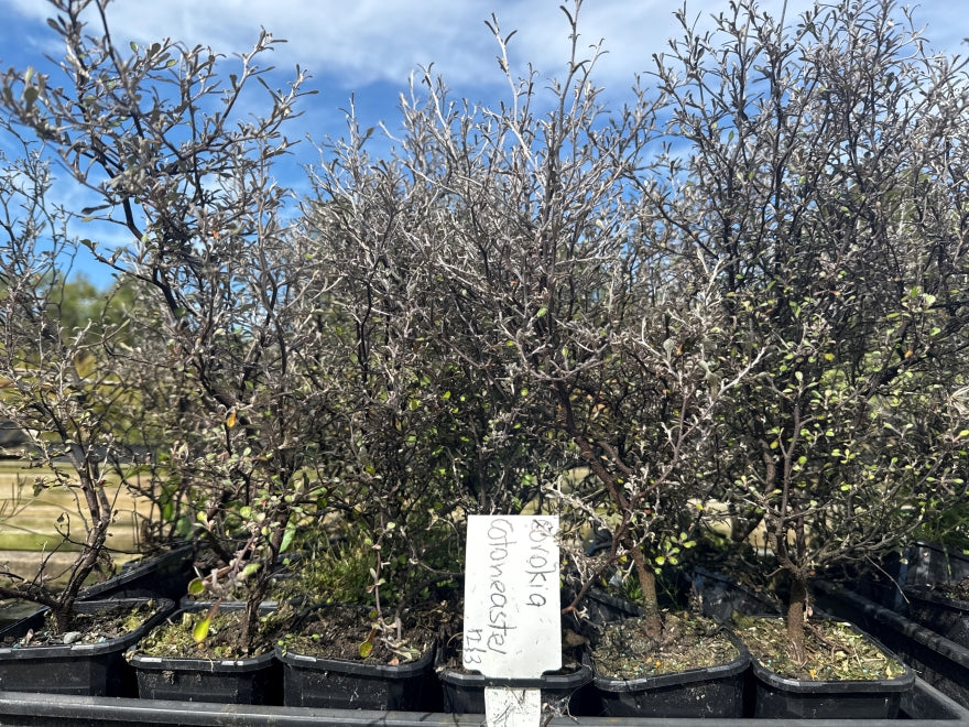 Corokia Cotoneaster