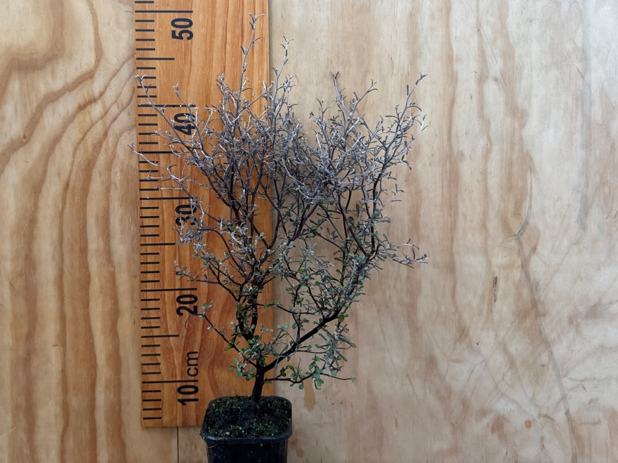 5x Wire Netting Bush - $5.99 each