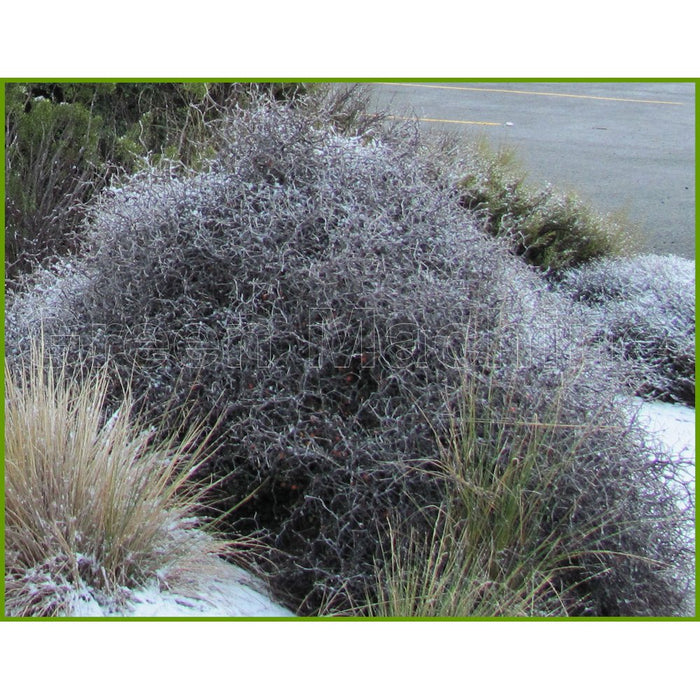 5x Wire Netting Bush - $5.99 each