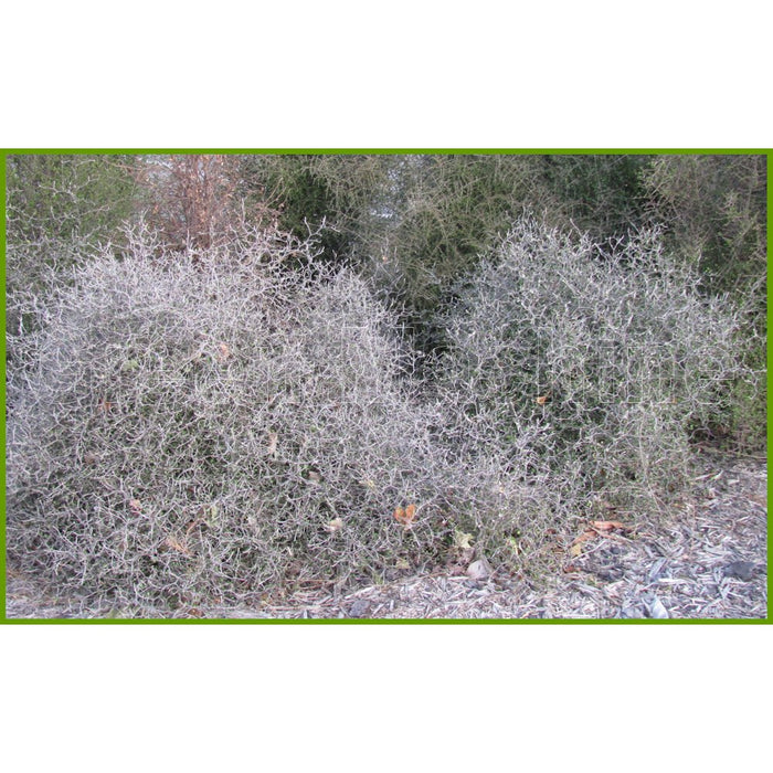 Corokia Cotoneaster