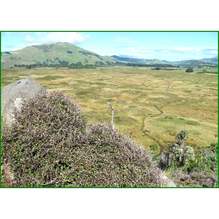 5x Wire Netting Bush - $11.99 each