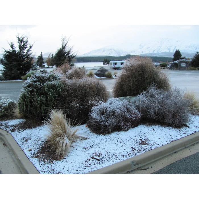 5x Wire Netting Bush - $5.99 each