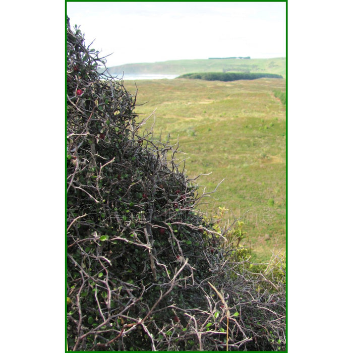 25x Wire Netting Bush - large size