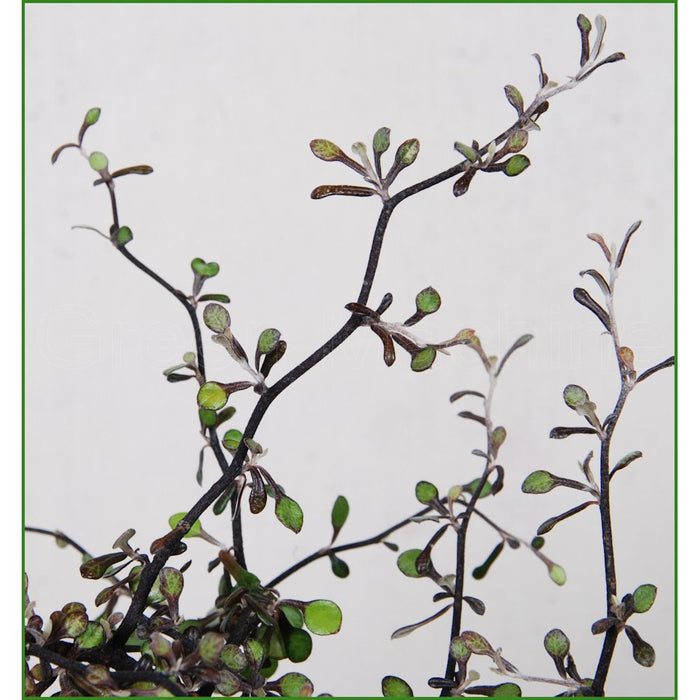 Corokia Cotoneaster