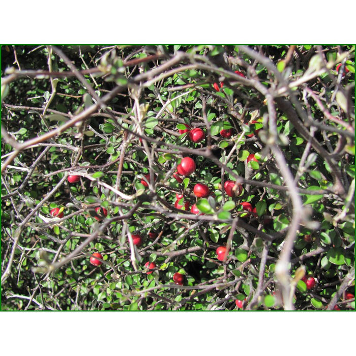 Corokia Cotoneaster