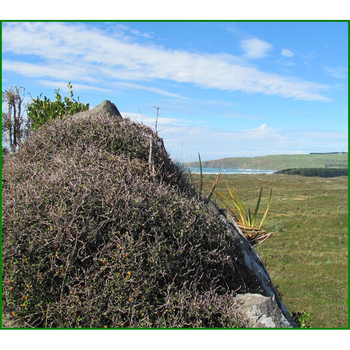 Corokia Cotoneaster