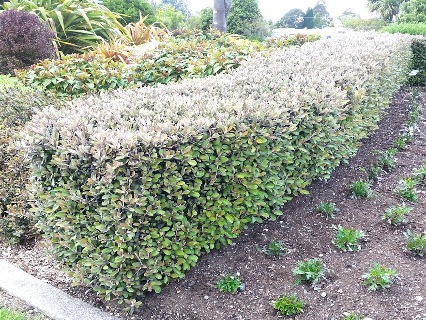 10x Corokia Frosted Chocolate - $1.99 each