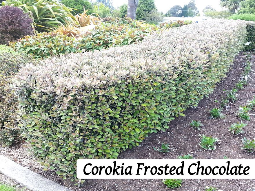 50x Bird Lovers Combo - $4.99 each