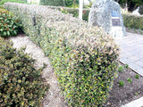 100x Corokia Frosted Chocolate