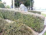 100x Corokia Frosted Chocolate