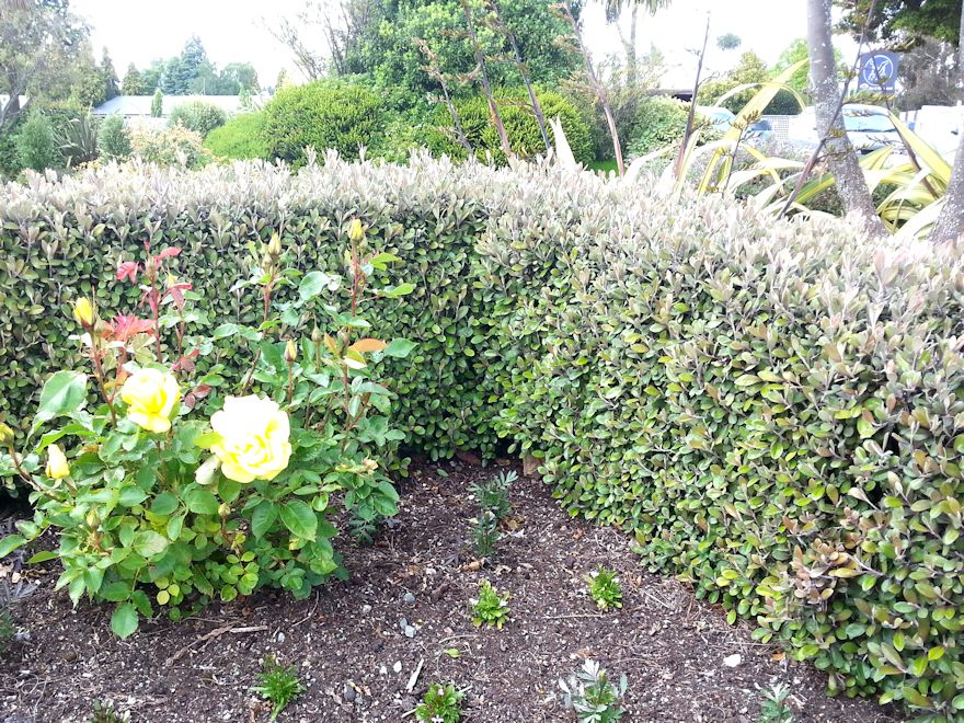 10x Corokia Frosted Chocolate - $1.99 each