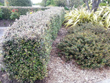 100x Corokia Frosted Chocolate