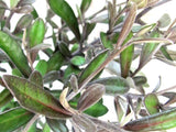 100x Corokia Frosted Chocolate