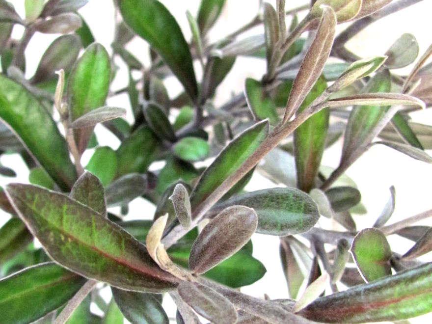 10x Corokia Frosted Chocolate - $1.99 each