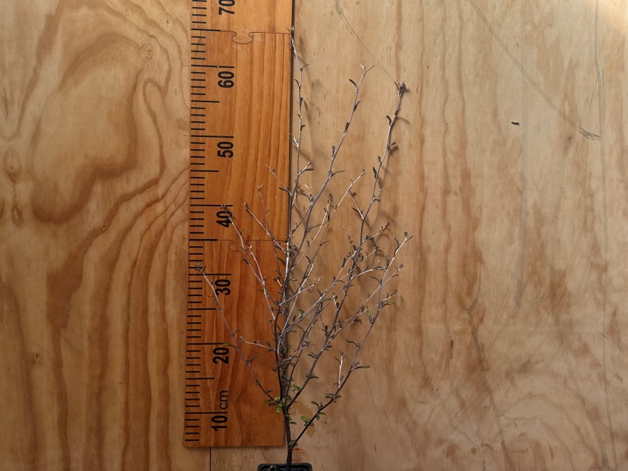 25x Corokia Galaxy - $2.99 each