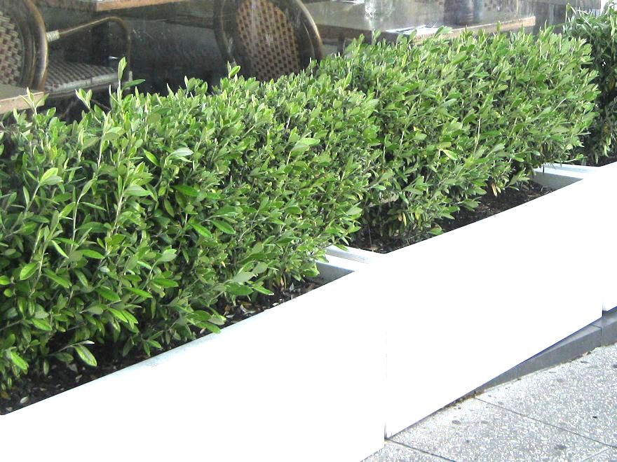 Corokia Geentys Green