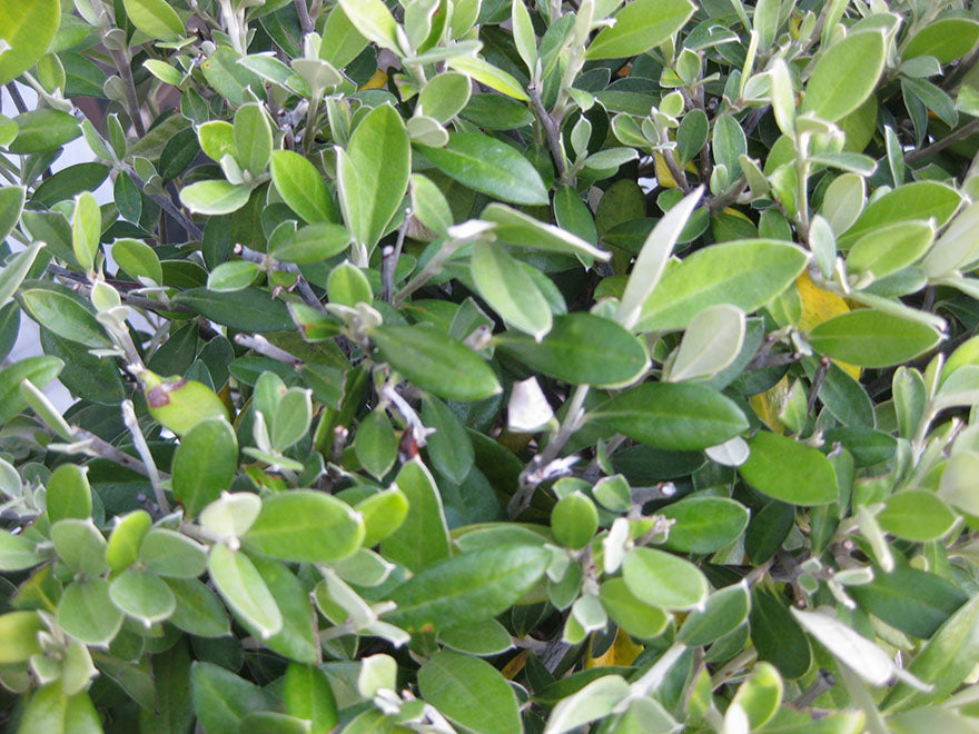 5x Corokia Geentys Green - $2.99 each