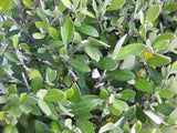 25x Corokia Geentys Green - $5.99 each
