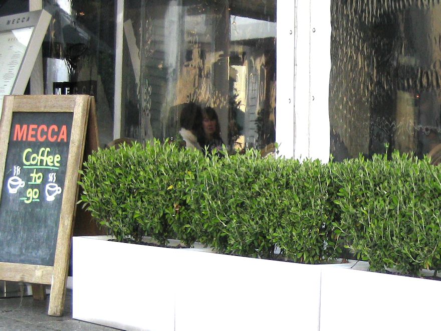 25x Corokia Geentys Green - $2.99 each