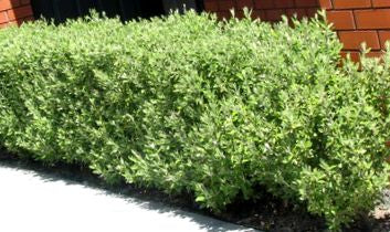10x Corokia Geentys Green Hedge - $4.99 each
