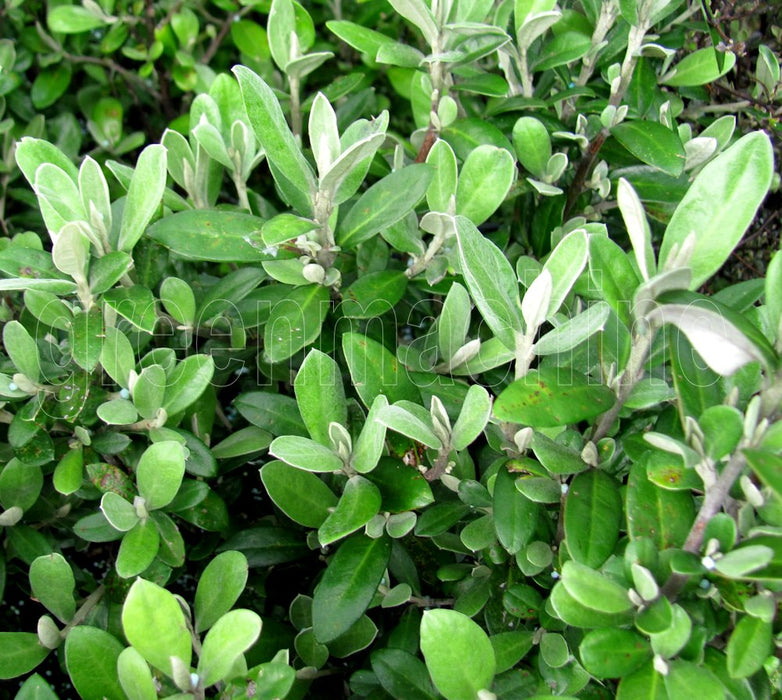 100x Corokia Geentys Green - $3.99 each