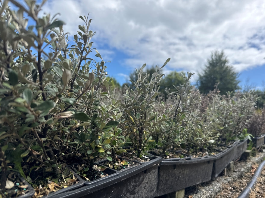 10x Corokia Jaxon - $1.99 each