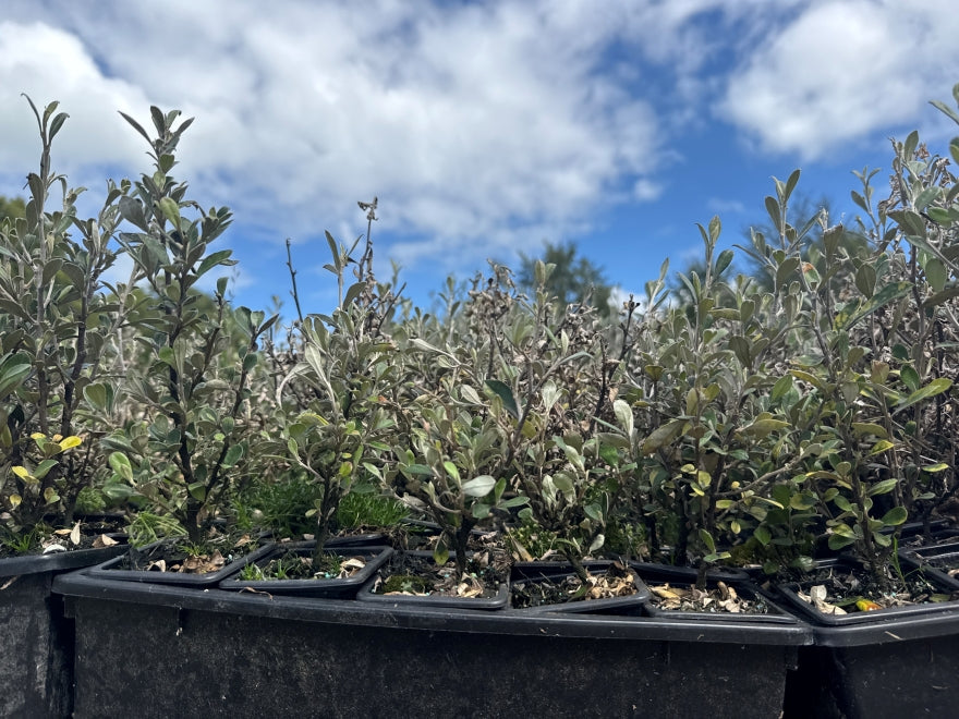 10x Corokia Jaxon - $1.99 each