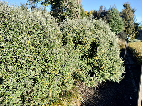 100x Corokia leprechaun - $1.99 each
