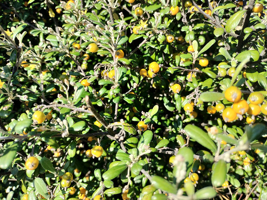 25x Corokia leprechaun - $4.99 each